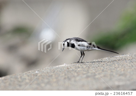 ハクセキレイ 23616457