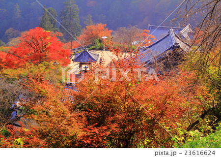 善峯寺（京都）境内の紅葉 23616624