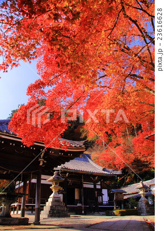善峯寺（京都）境内の紅葉 23616628