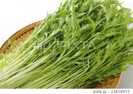 水菜 水菜 23616655