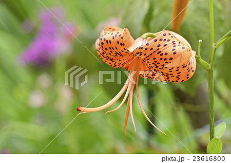 オニユリ（鬼百合） 23616800