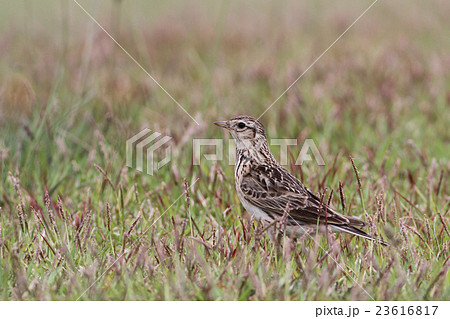 ヒバリ 23616817