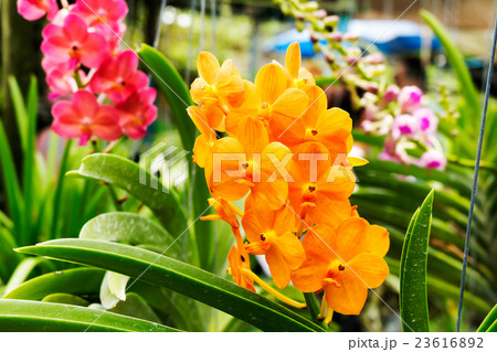 Yellow Orchid Flower in The Garden 23616892