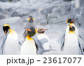 ペンギン 23617077