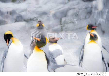 ペンギン 23617077