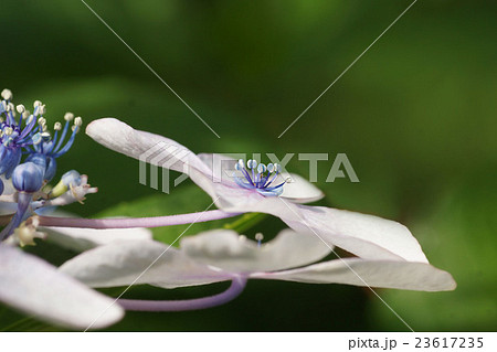 花 花 23617235