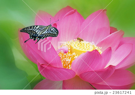 花 23617241