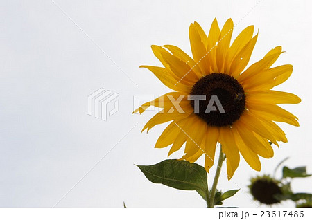 ひまわり 23617486
