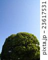 青空と木 23617531