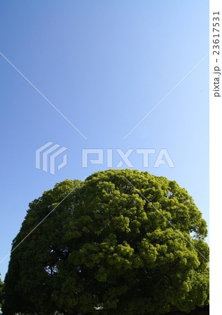 青空と木 23617531