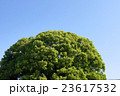 青空と木 23617532
