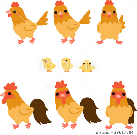 鶏の家族 茶色のイラスト素材
