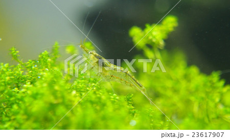 エビ エビ 23617907