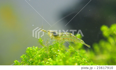 エビ エビ 23617910