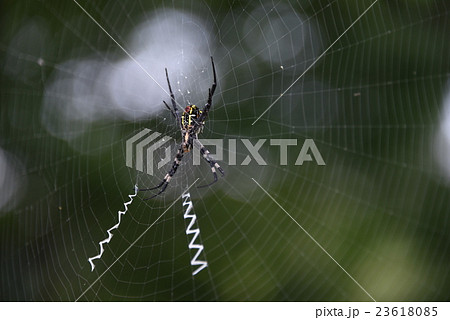 女郎蜘蛛 23618085