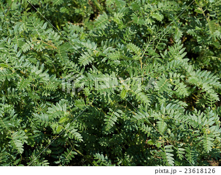 ハマビシ 薬用植物 ハマビシ 薬用植物 23618126