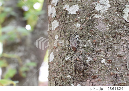 桜の木のキマダラカメムシの写真素材