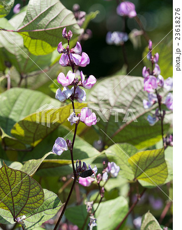 フジマメ　薬用植物 23618276