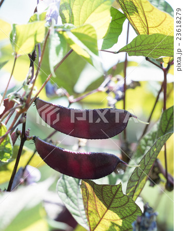 フジマメ　薬用植物 23618279