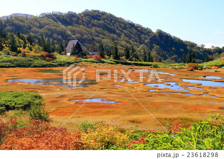 草紅葉の火打山・高谷池ヒュッテ 23618298