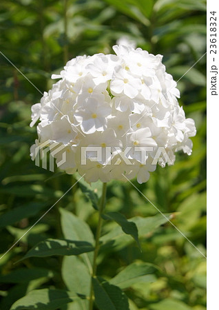 フロックス（オイランソウ） 23618324