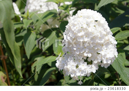 フロックス（オイランソウ） 23618330