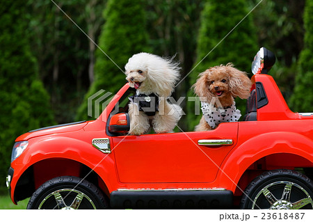 犬 ティーカッププードル 車の写真素材