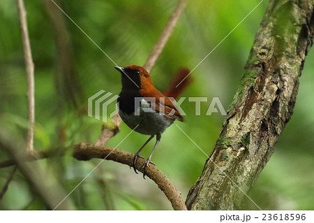 生き物　鳥類　ホントウアカヒゲ、六月。山原の深い森の中で声高にさえずる 23618596