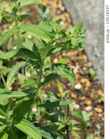 ムラサキ　薬用植物 23618597