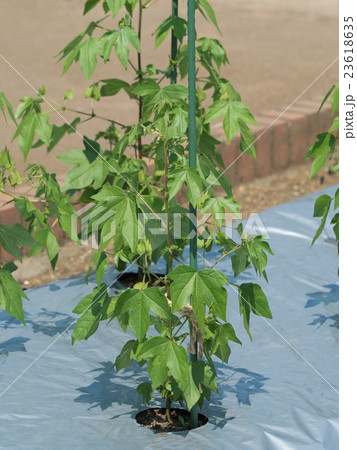 ワタノキ 23618635