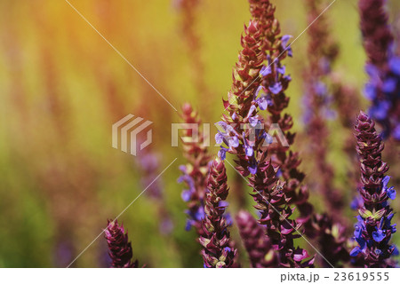 Fresh purple flowers of salvia Fresh purple flowers of salvia 23619555