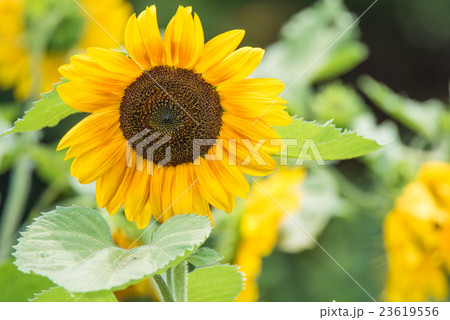 Sunflower in field Sunflower in field 23619556
