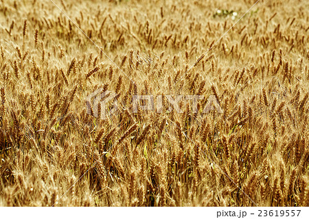 Field of ripe wheat Field of ripe wheat 23619557