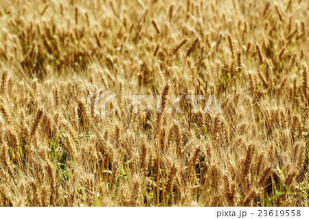 Field of ripe wheat Field of ripe wheat 23619558