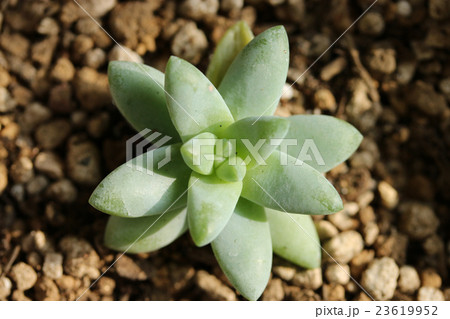 セデベリア／樹氷 23619952