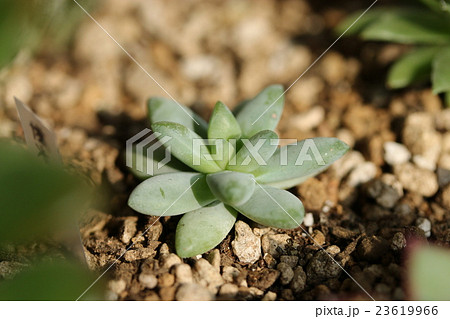 セデベリア／樹氷 23619966