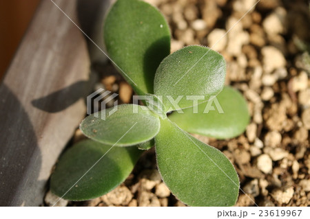 クラッスラ/ワーテルメイエリー クラッスラ/ワーテルメイエリー 23619967