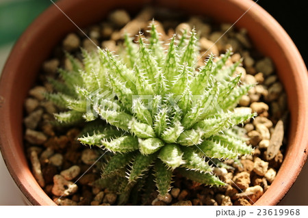 ハオルチア/ヘルバセア・ボスフォンテン ハオルチア/ヘルバセア・ボスフォンテン 23619968