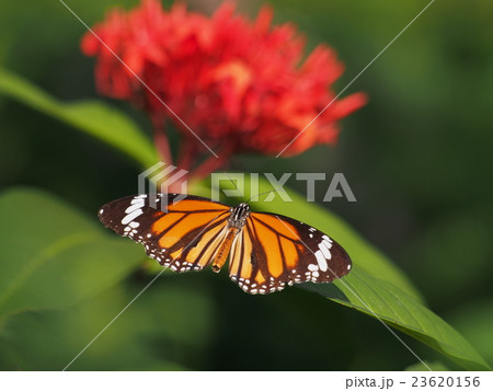 花とチョウ 23620156