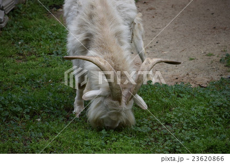 ヤギ_天王寺動物園 ヤギ_天王寺動物園 23620866