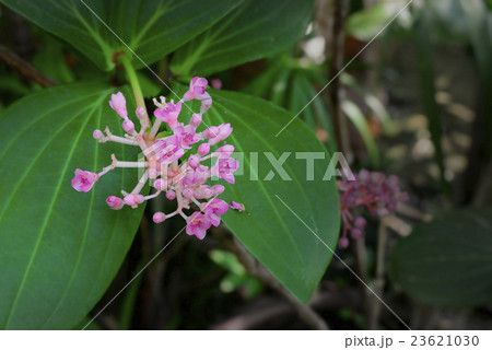 pink flower bunch in the gargden in spring season 23621030