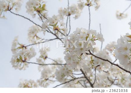 満開の山桜 満開の山桜 23621038