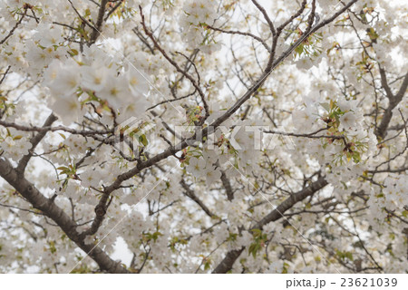 満開の山桜 満開の山桜 23621039