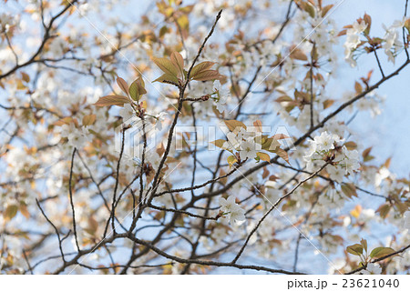 満開の山桜 満開の山桜 23621040