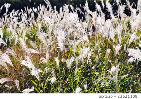 兵庫県神崎郡神河町砥峰高原のすすき 兵庫県神崎郡神河町砥峰高原のすすき 23621109