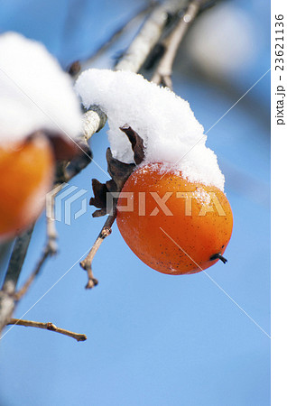 姫路市夢前町の柿の木と雪 23621136