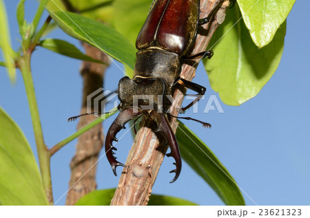 ミヤマクワガタ 空 ミヤマクワガタ 空 23621323