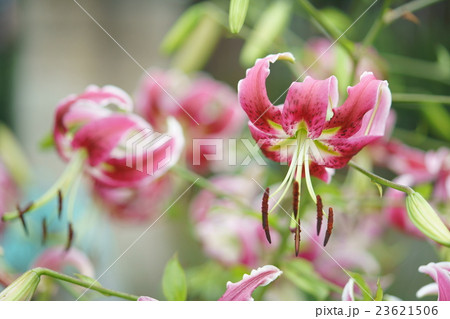 鹿の子百合 23621506