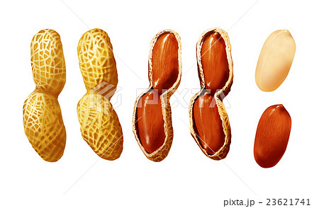 落花生 ピーナッツのイラスト素材