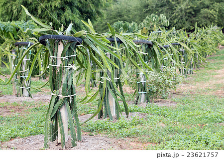 Dragon fruit or Pitaya on tree in the garden Dragon fruit or Pitaya on tree in the garden 23621757